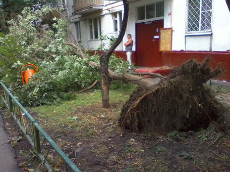 Последствия урагана 13-14 июля 2016 г. в Москве - поваленные деревья
