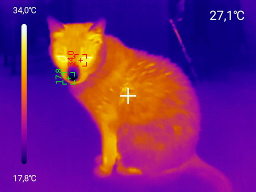 Тепловой снимок кота на тепловизор Uti260m