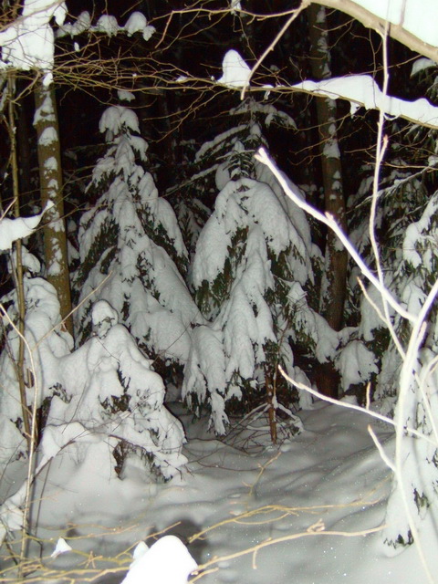 Битцевский лес (фото к статье о ночной съемке)