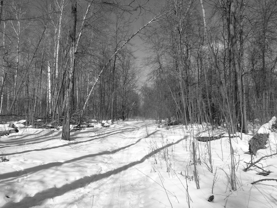 Зимний пейзаж в национальном парке "Лосиный Остров" (Москва), чёрно-белое (монохромное) фото