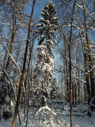 Зима в национальном парке "Лосиный Остров", Москва (тест фотосъемки смартфоном Oukitel K8000)