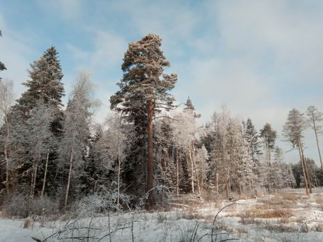 Кучинский лесопарк зимой. К обзору смартфона Oukitel Mix 2
