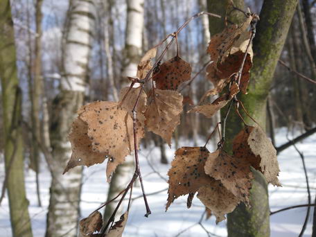 Зима в национальном парке "Лосиный Остров", Москва (тест фотосъемки смартфоном sony xperia xa2)