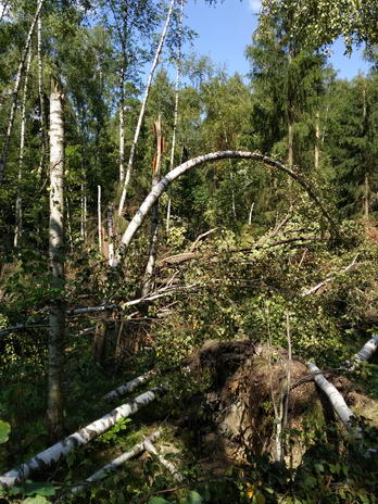 Тест фотосъемки смартфоном alcatel idol 4. Последствия урагана в московском парке Лосиный Остров