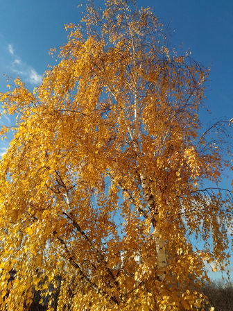 Осень. Береза в золотых листьях