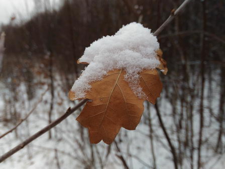 Дубовый лист под снегом