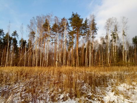 Начало зимы в национальном парке "Лосиный Остров", Москва (тест фотосъемки смартфоном Blackview S8)