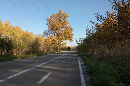Осенний пейзаж на просеке под ЛЭП (Лосиный Остров)