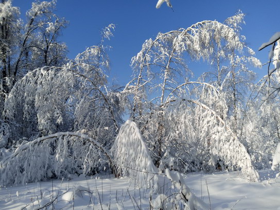 Зимний лес в Лосином Острове