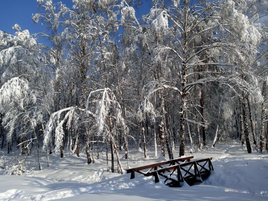 Зимний лес в Лосином Острове (мостик у пруда Лось)