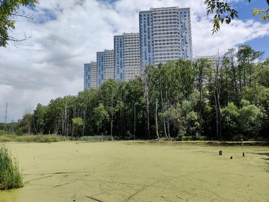 Москва, ВАО, Богородское. Заросший пруд на Богатырском ручье
