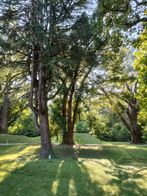Дендропарк в Шекветили, многоствольное дерево