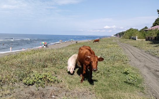 Корова и поросёнок на пляже в Шекветили (Грузия)