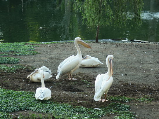 Пеликаны (Шекветили, дендрарий)