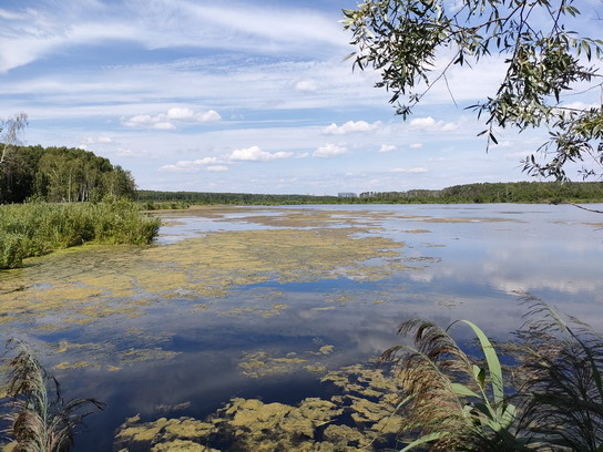 Верхне-Яузское болото в национальном парке Лосиный Остров