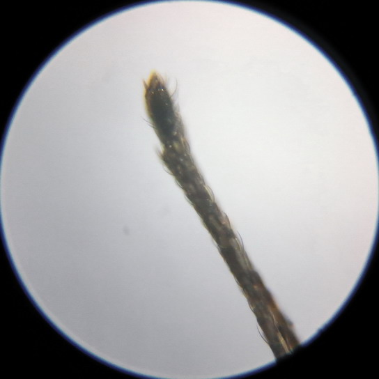 Микроскоп с Алиэкспресс. Увеличение 160x, жало комара. Без микроскопа оно кажется гладким, а оказалось волосатым. Возможно, это помогает ему держаться в теле жертвы.
