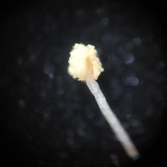 Советский учебный микроскоп УМ-401П. Увеличение 80x. Тычинка мелкого полевого цветка. По краям видны частички пыльцы.