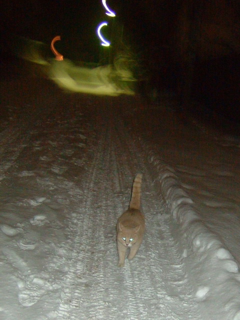 Ночная съемка со вспышкой - кот на на зимней заснеженной дороге