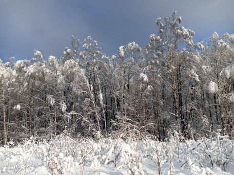 Москва, национальный парк "Лосиный Остров" после снегопада