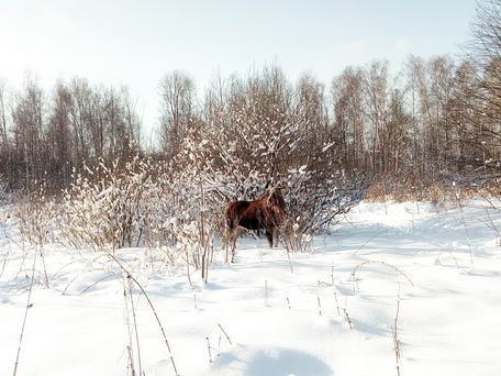 Лось зимой в национальном парке "Лосиный Остров", Москва (тест фотосъемки смартфоном Oukitel K8000)