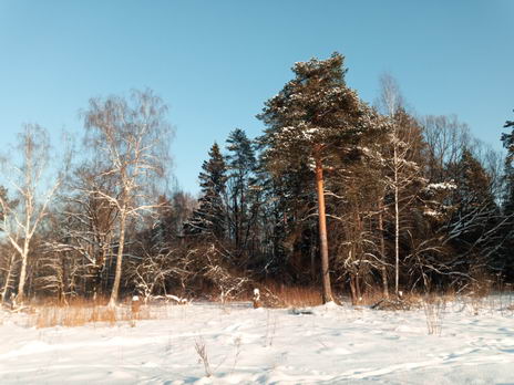 Зима в национальном парке "Лосиный Остров", Москва (тест фотосъемки смартфоном Oukitel Mix 2)
