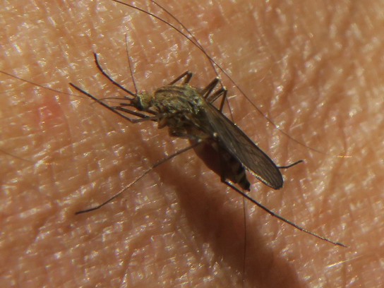 Макросъемка: комар, пьющий кровь