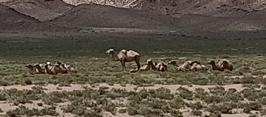 Небольшое стадо верблюдов в Киргизии (Кыргызстане), кроп 100%