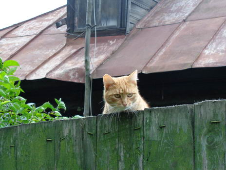 Наглая рыжая морда (кот за забором)