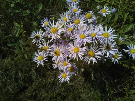 Полевые цветы на побережье Байкала