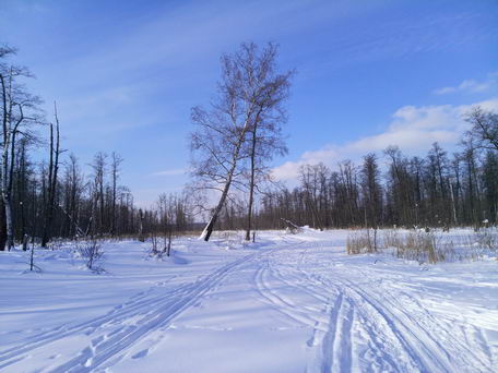Лыжня на Яузском болоте (съемка приложением Open Camera)